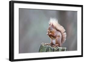 Red Squirrel Eating Nut-null-Framed Photographic Print