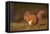 Red Squirrel Eating Nuts on Woodland Floor-null-Framed Stretched Canvas