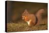 Red Squirrel Eating Nuts on Woodland Floor-null-Stretched Canvas