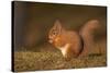 Red Squirrel Eating Nuts on Woodland Floor-null-Stretched Canvas