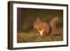 Red Squirrel Eating Nuts on Woodland Floor-null-Framed Photographic Print