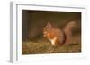 Red Squirrel Eating Nuts on Woodland Floor-null-Framed Photographic Print