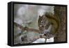 Red squirrel eating pine cones, Harriman SP, Idaho, USA-Scott T^ Smith-Framed Stretched Canvas