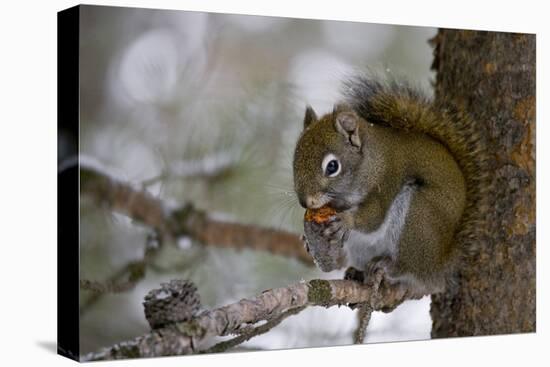 Red squirrel eating pine cones, Harriman SP, Idaho, USA-Scott T^ Smith-Stretched Canvas