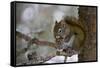 Red squirrel eating pine cones, Harriman SP, Idaho, USA-Scott T^ Smith-Framed Stretched Canvas