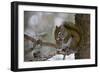 Red squirrel eating pine cones, Harriman SP, Idaho, USA-Scott T^ Smith-Framed Photographic Print