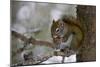 Red squirrel eating pine cones, Harriman SP, Idaho, USA-Scott T^ Smith-Mounted Photographic Print