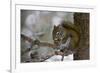 Red squirrel eating pine cones, Harriman SP, Idaho, USA-Scott T^ Smith-Framed Photographic Print