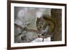 Red squirrel eating pine cones, Harriman SP, Idaho, USA-Scott T^ Smith-Framed Photographic Print