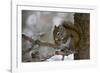 Red squirrel eating pine cones, Harriman SP, Idaho, USA-Scott T^ Smith-Framed Photographic Print