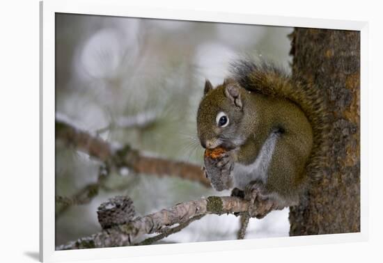 Red squirrel eating pine cones, Harriman SP, Idaho, USA-Scott T^ Smith-Framed Photographic Print