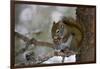 Red squirrel eating pine cones, Harriman SP, Idaho, USA-Scott T^ Smith-Framed Photographic Print