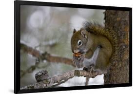 Red squirrel eating pine cones, Harriman SP, Idaho, USA-Scott T^ Smith-Framed Photographic Print