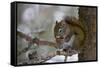 Red squirrel eating pine cones, Harriman SP, Idaho, USA-Scott T^ Smith-Framed Stretched Canvas