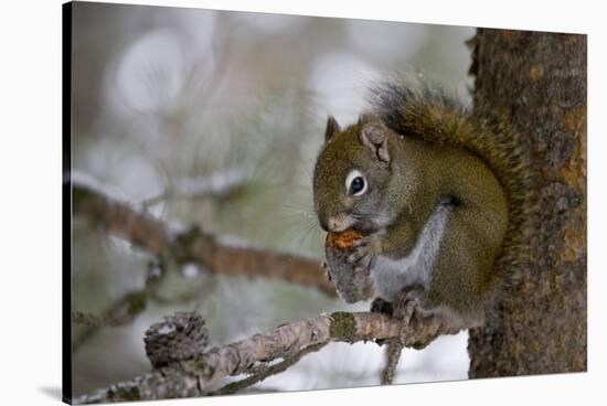 Red squirrel eating pine cones, Harriman SP, Idaho, USA-Scott T^ Smith-Stretched Canvas