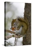 Red squirrel eating pine cones, Harriman SP, Idaho, USA-Scott T. Smith-Stretched Canvas