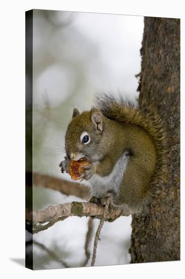 Red squirrel eating pine cones, Harriman SP, Idaho, USA-Scott T. Smith-Stretched Canvas