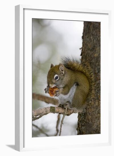 Red squirrel eating pine cones, Harriman SP, Idaho, USA-Scott T. Smith-Framed Photographic Print