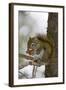 Red squirrel eating pine cones, Harriman SP, Idaho, USA-Scott T. Smith-Framed Photographic Print