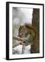 Red squirrel eating pine cones, Harriman SP, Idaho, USA-Scott T. Smith-Framed Photographic Print