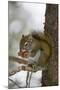 Red squirrel eating pine cones, Harriman SP, Idaho, USA-Scott T. Smith-Mounted Photographic Print