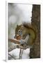 Red squirrel eating pine cones, Harriman SP, Idaho, USA-Scott T. Smith-Framed Photographic Print