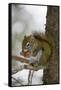 Red squirrel eating pine cones, Harriman SP, Idaho, USA-Scott T. Smith-Framed Stretched Canvas
