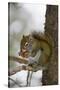 Red squirrel eating pine cones, Harriman SP, Idaho, USA-Scott T. Smith-Stretched Canvas
