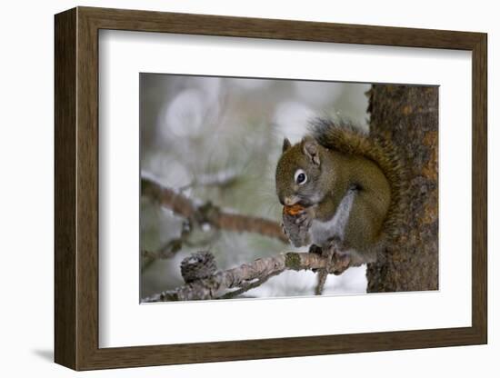 Red squirrel eating pine cones, Harriman SP, Idaho, USA-Scott T^ Smith-Framed Photographic Print