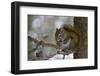 Red squirrel eating pine cones, Harriman SP, Idaho, USA-Scott T^ Smith-Framed Photographic Print