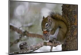 Red squirrel eating pine cones, Harriman SP, Idaho, USA-Scott T^ Smith-Mounted Photographic Print