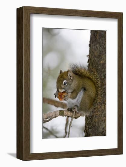 Red squirrel eating pine cones, Harriman SP, Idaho, USA-Scott T. Smith-Framed Photographic Print