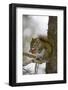 Red squirrel eating pine cones, Harriman SP, Idaho, USA-Scott T. Smith-Framed Photographic Print