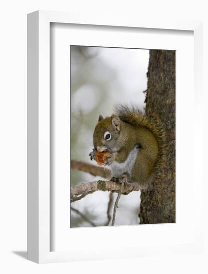 Red squirrel eating pine cones, Harriman SP, Idaho, USA-Scott T. Smith-Framed Photographic Print