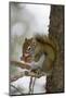 Red squirrel eating pine cones, Harriman SP, Idaho, USA-Scott T. Smith-Mounted Photographic Print
