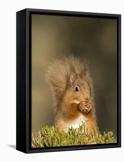 Red Squirrel Feeding, Cairngorms, Scotland, UK-Andy Sands-Framed Stretched Canvas