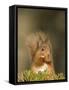 Red Squirrel Feeding, Cairngorms, Scotland, UK-Andy Sands-Framed Stretched Canvas