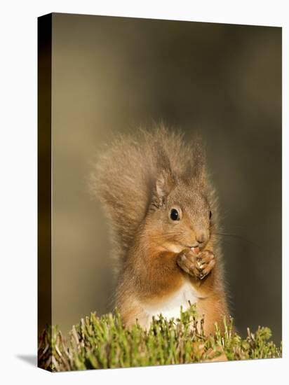 Red Squirrel Feeding, Cairngorms, Scotland, UK-Andy Sands-Stretched Canvas