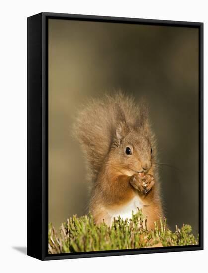 Red Squirrel Feeding, Cairngorms, Scotland, UK-Andy Sands-Framed Stretched Canvas