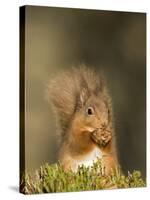 Red Squirrel Feeding, Cairngorms, Scotland, UK-Andy Sands-Stretched Canvas
