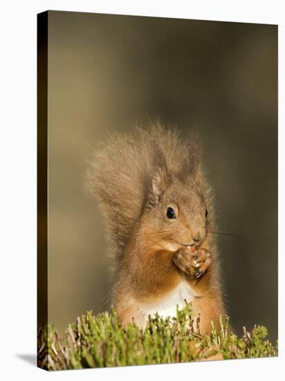 Red Squirrel Feeding, Cairngorms, Scotland, UK-Andy Sands-Stretched Canvas