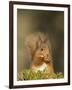 Red Squirrel Feeding, Cairngorms, Scotland, UK-Andy Sands-Framed Premium Photographic Print