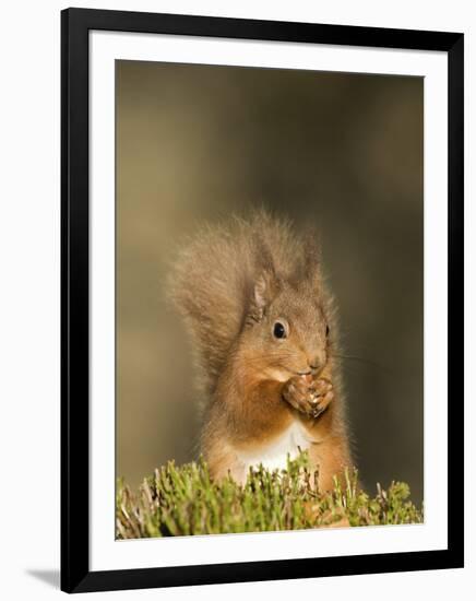 Red Squirrel Feeding, Cairngorms, Scotland, UK-Andy Sands-Framed Premium Photographic Print