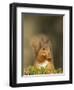 Red Squirrel Feeding, Cairngorms, Scotland, UK-Andy Sands-Framed Premium Photographic Print