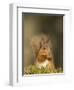 Red Squirrel Feeding, Cairngorms, Scotland, UK-Andy Sands-Framed Premium Photographic Print