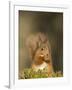 Red Squirrel Feeding, Cairngorms, Scotland, UK-Andy Sands-Framed Photographic Print