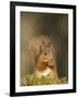 Red Squirrel Feeding, Cairngorms, Scotland, UK-Andy Sands-Framed Photographic Print