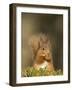 Red Squirrel Feeding, Cairngorms, Scotland, UK-Andy Sands-Framed Photographic Print