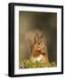 Red Squirrel Feeding, Cairngorms, Scotland, UK-Andy Sands-Framed Photographic Print