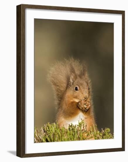 Red Squirrel Feeding, Cairngorms, Scotland, UK-Andy Sands-Framed Photographic Print